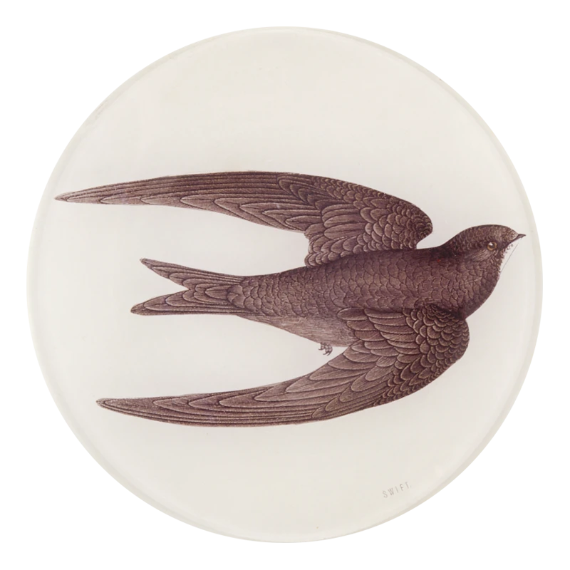 John Derian Swift Bird (Swallow) 3 John Derian Swift Bird (Swallow)