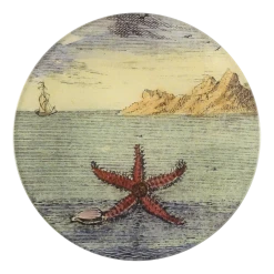 John Derian Starfish By Day Decoupage