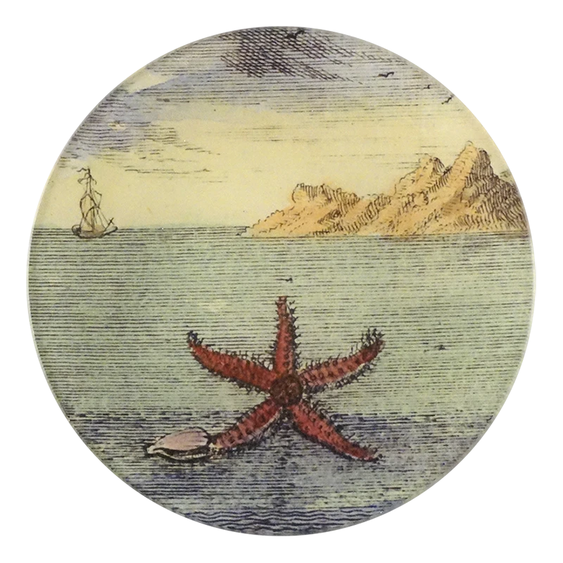 John Derian Starfish By Day Decoupage 3 John Derian Starfish By Day Decoupage