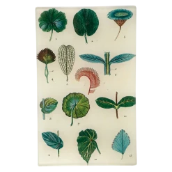 John Derian Decoupage Feuilles (Leaves)