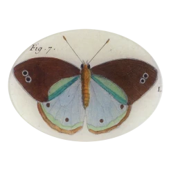 John Derian Fig. 7 Butterfly Decoupage