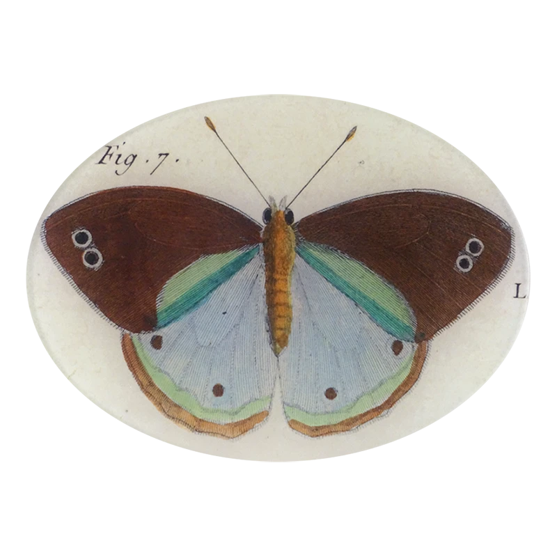 John Derian Fig. 7 Butterfly Decoupage 3 John Derian Fig. 7 Butterfly Decoupage