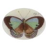 John Derian Decoupage Fig. 7 Bis Butterfly 1 John Derian Decoupage Fig. 7 Bis Butterfly