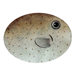 John Derian Father's Day Horn Fish - FINAL SALE