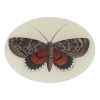 John Derian Red & Brown Butterfly 1 John Derian Red & Brown Butterfly