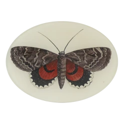 John Derian Red & Brown Butterfly