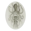 John Derian Decoupage Squid & Octopus