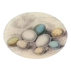 John Derian Decoupage 8 Eggs In Grass