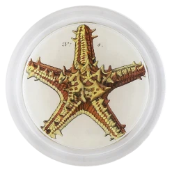 John Derian Gold Starfish