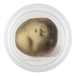 John Derian Decoupage Potato Segonzac