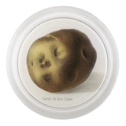 John Derian Decoupage Potato Schaw