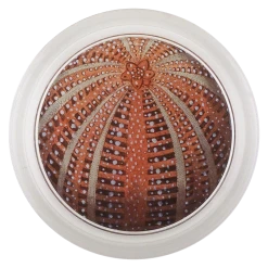 John Derian Red Sea Urchin
