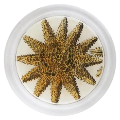 John Derian Decoupage Starfish Top