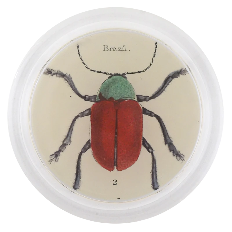 John Derian Decoupage Brazil Bug 3 John Derian Decoupage Brazil Bug