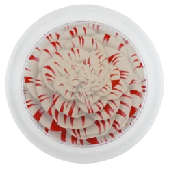 John Derian Camellia Japonica Bonomiana