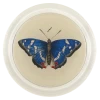 John Derian Decoupage Deep Blue Butterfly