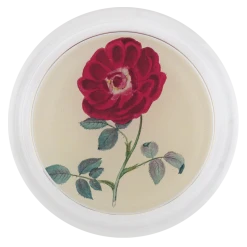 John Derian Decoupage Rose 1