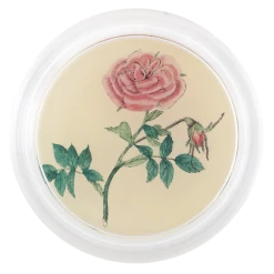 John Derian Decoupage Rose 3