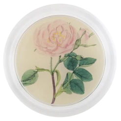 John Derian Valentine's Day Rose 4 - FINAL SALE