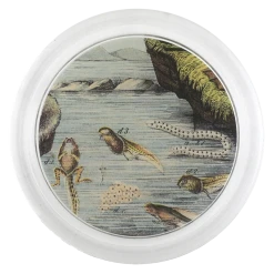 John Derian Tadpoles