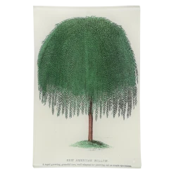 John Derian Arbor - New American Willow Decoupage