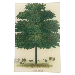 John Derian Arbor - Sugar Maple Decoupage