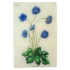 John Derian Hypatica (Bowles Florists) Decoupage
