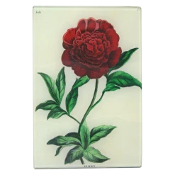 John Derian Peony (Bowles Florists)