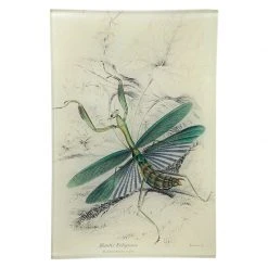John Derian Mantis Decoupage