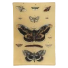 John Derian Moth XXVI Decoupage
