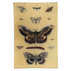 John Derian Moth XXVI Decoupage