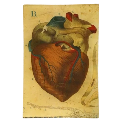 John Derian Heart