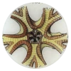 John Derian Starfish No. 31 Decoupage