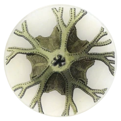 John Derian Starfish No. 48 Decoupage