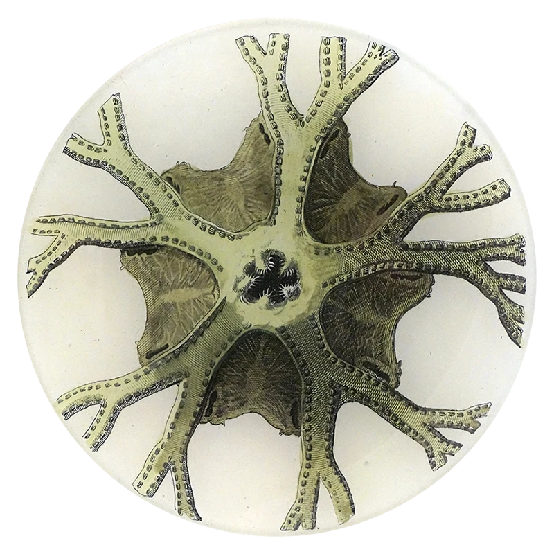 John Derian Starfish No. 48 Decoupage 3 John Derian Starfish No. 48 Decoupage