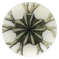 John Derian Starfish No. 49 Decoupage