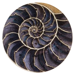 John Derian Decoupage Blue Nautilus