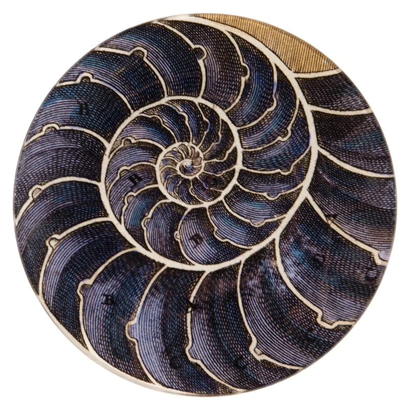John Derian Decoupage Blue Nautilus 3 John Derian Decoupage Blue Nautilus