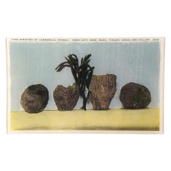 John Derian Commercial Sponges Decoupage