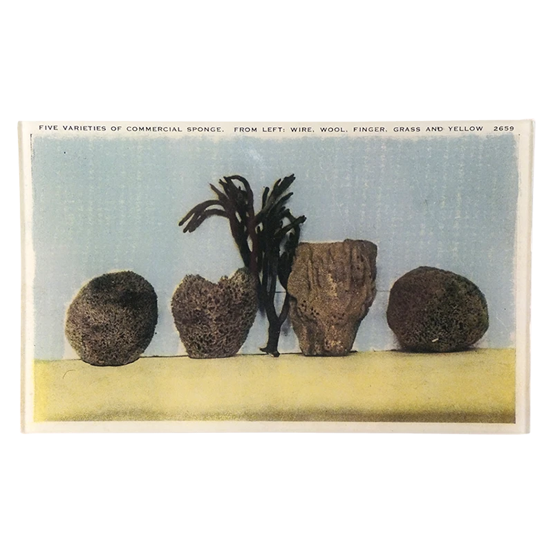 John Derian Commercial Sponges Decoupage 3 John Derian Commercial Sponges Decoupage