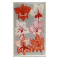 John Derian Gladiola Variety Decoupage