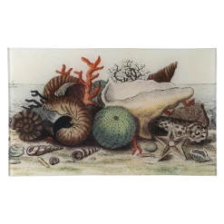 John Derian Shells Circa 1755