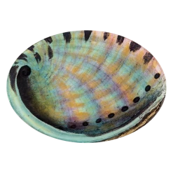 John Derian Abalone (Inside) Decoupage