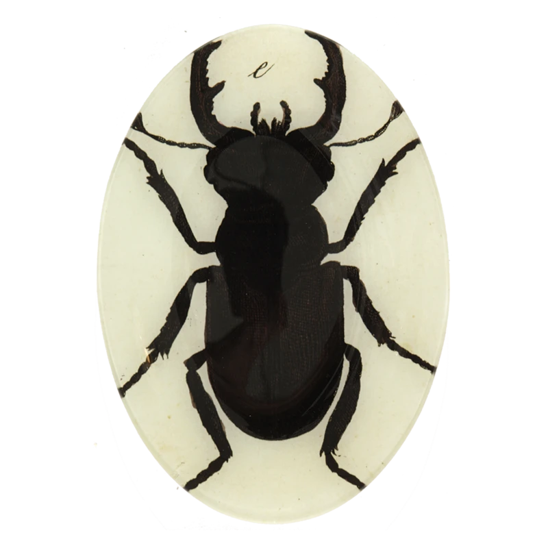 John Derian Insect Silhouette - FINAL SALE Halloween 3 John Derian Insect Silhouette - FINAL SALE Halloween