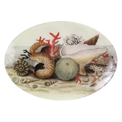 John Derian Shells, Circa 1755 Decoupage