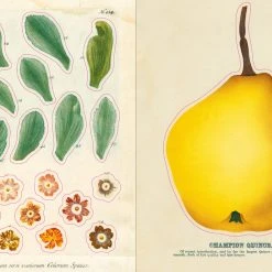 John Derian Company Inc Books & Notebooks The John Derian Sticker Book