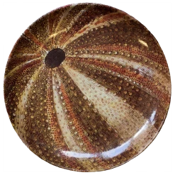 John Derian X ADV Sea Urchin Dinner Plate