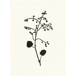 Hugo Guinness Begonia