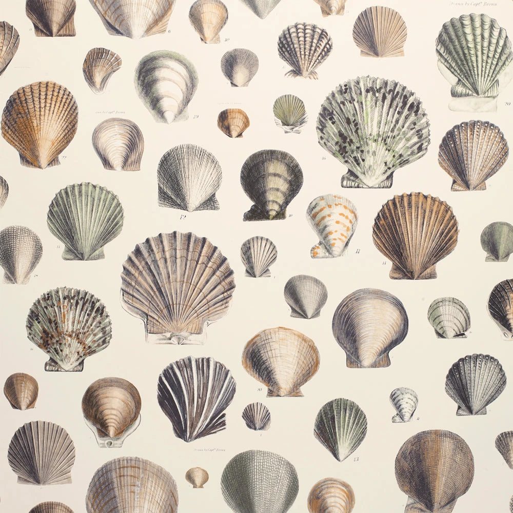 Designers Guild Captain Thomas Brown Shells Oyster 3 Designers Guild Captain Thomas Brown Shells Oyster