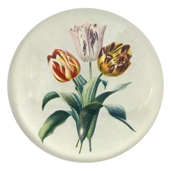 John Derian 3 Tulips